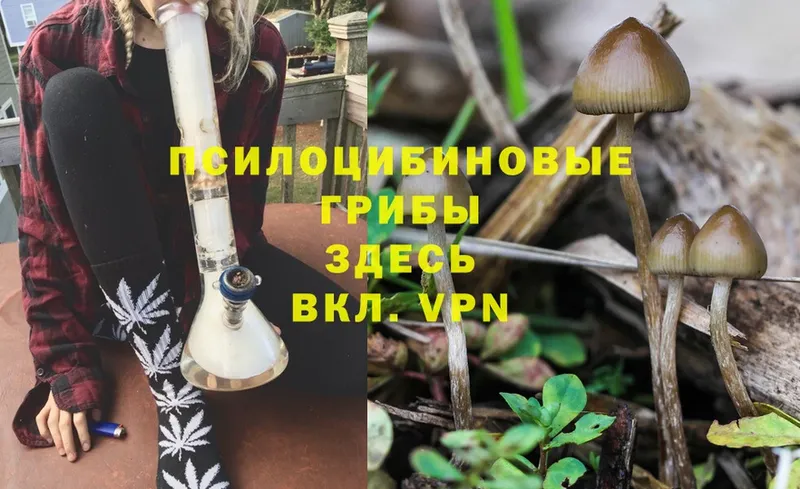 купить  сайты  Горнозаводск  Галлюциногенные грибы MAGIC MUSHROOMS 